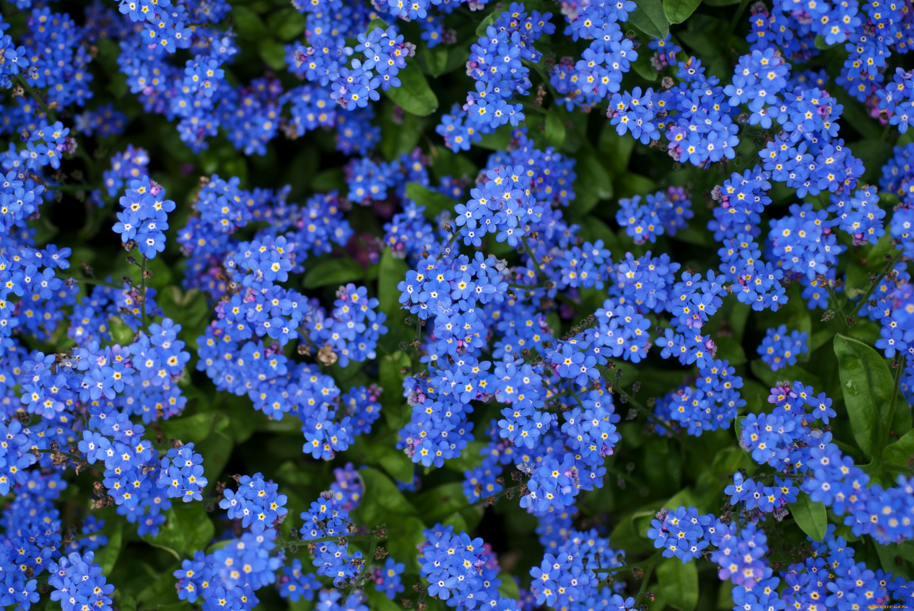 Растение с мелкими голубыми цветочками фото и названия